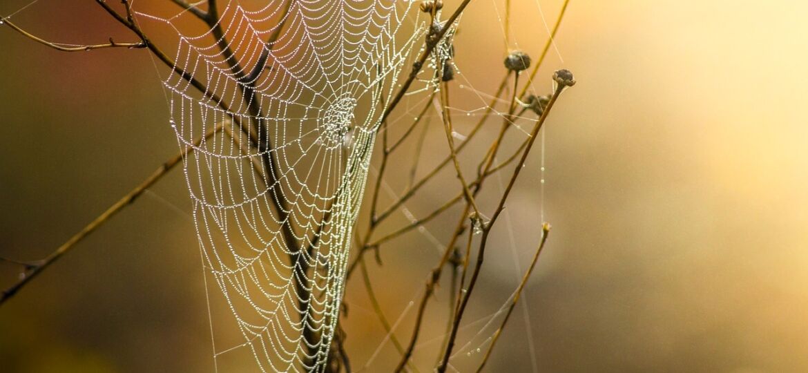 cobweb-g886817ec0_1280